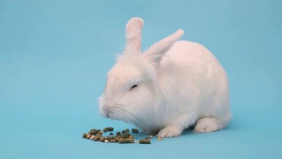 白兔高兴地吃着食物在蓝色背景下