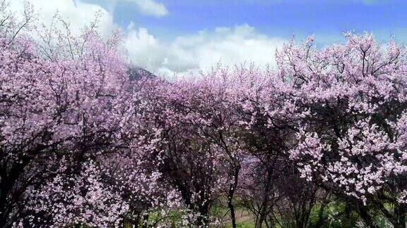 中国西藏林芝的春天桃花季旅游目的地是西藏