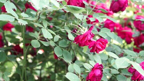 红玫瑰盛开的植物花的颜色紫红色种花