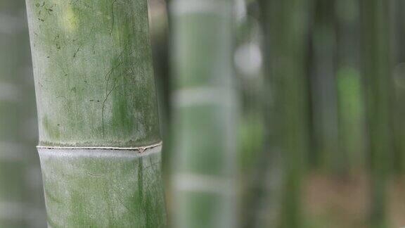 美丽的竹林在传统公园白天特写