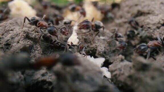 蚂蚁在地上行走