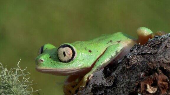 雨林里狐猴蛙眨着4K的眼睛