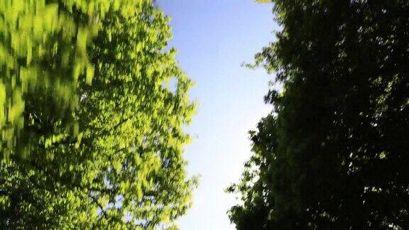 阳光穿过树木在移动仰望蓝天开车