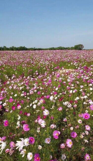 春暖花开的宇宙花田