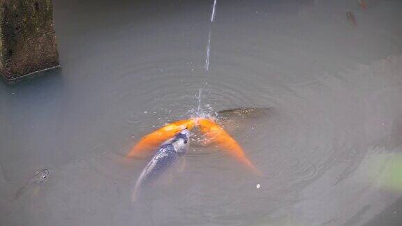 喂了池塘里不同颜色的大金鱼