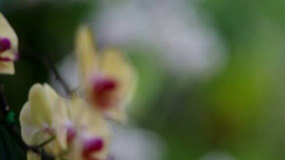 兰花蛾群在花园里