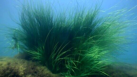 海底茂密的绿草海藻