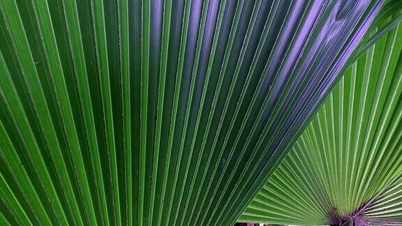 大自然中绿色的棕榈叶