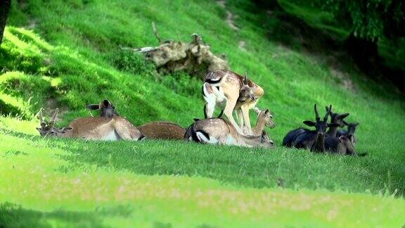 广角拍摄鹿休息在草地上
