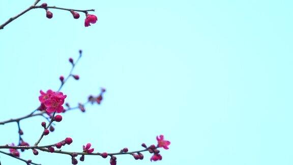 梅花盛开