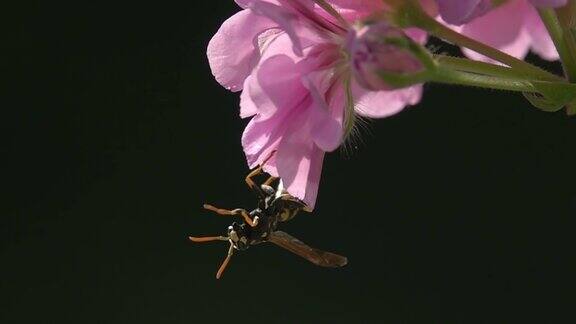 蜜蜂黄蜂与大黄蜂