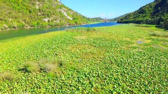 鸟瞰图上的河流与绿色的睡莲在Crnojevica河蜿蜒穿过沼泽之间的小山在通往斯卡达尔湖的路上