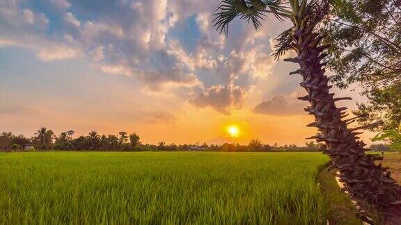 4K时间流逝:绿色的稻田和美丽的日落在清迈泰国