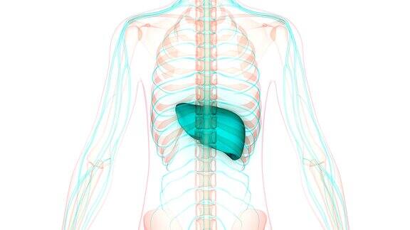 人体器官解剖(肝与神经系统)