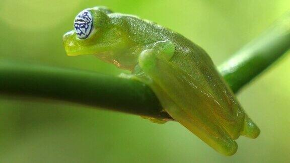 玻璃蛙的自然栖息地在加勒比森林
