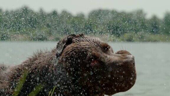 CU超慢动作狗在河边抖掉毛上的水