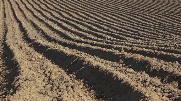 春天土豆地里的土埂种植马铃薯农业领域