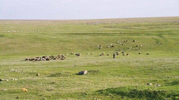 羊群从牧场沿着一条山路回家一群牛沿着一条狭窄的小路走牧羊人把羊群赶到一个水坑边