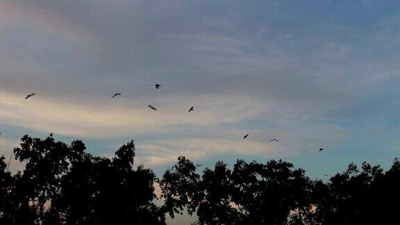 傍晚成群的鸟从树上飞起