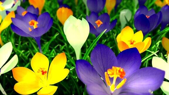 一望无际的白色黄色和紫色的花无缝循环