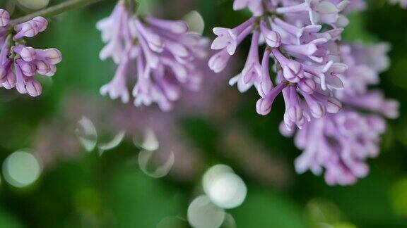 春天公园里的丁香夕阳下的紫丁香枝