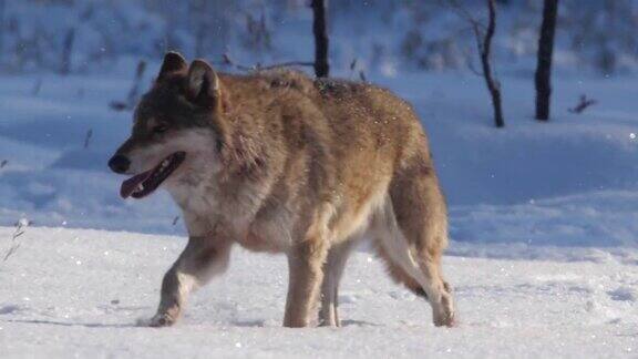 白俄罗斯冬季森林里奔跑的狼