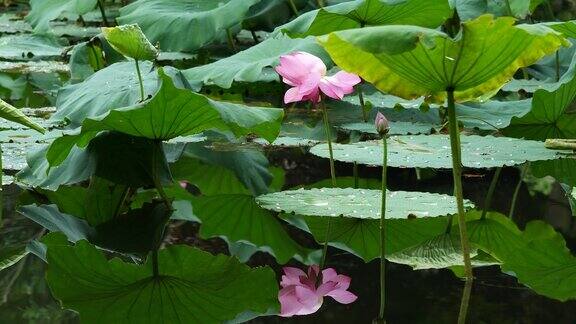 池塘里美丽的粉色荷花与水中的倒影4k慢镜头