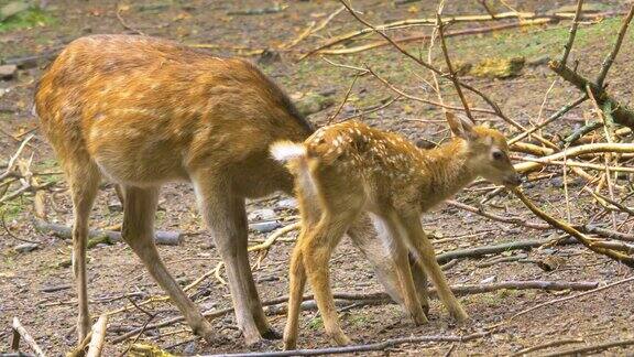 梅花鹿宝宝看护着鹿妈妈走开了