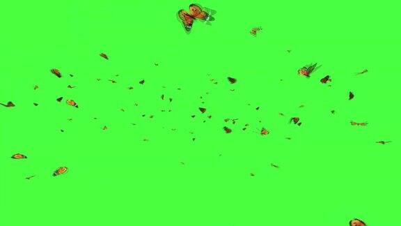 成群的蝴蝶在绿色屏幕上飞舞