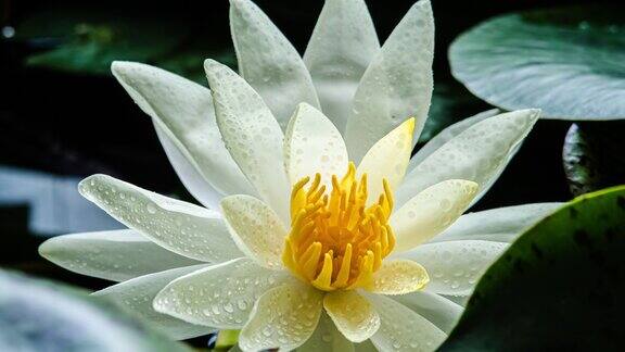 延时镜头黄色睡莲合花单株美丽的白色睡莲在阳光明媚的日子里盛开在池塘里