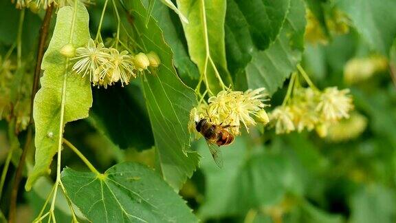在阳光灿烂的日子里蜜蜂在花园里盛开的椴树花上