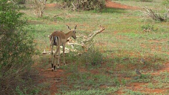 羚羊在非洲大草原狩猎之旅绿色自然景观肯尼亚察沃东部