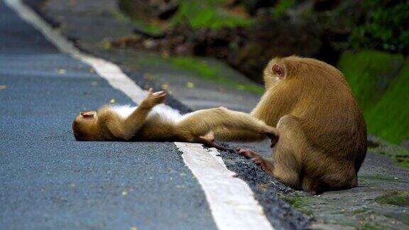 猴子一家在路上打扫妈妈照顾小猴子