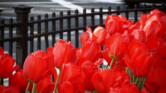 一组红色郁金香花在纽约公园大道上的近距离视频人们在背景中行走