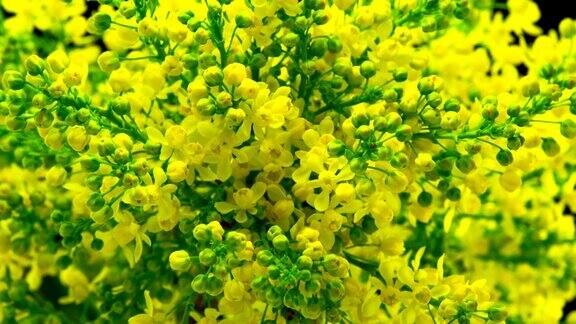 春天的黄花盛开在灌木丛上