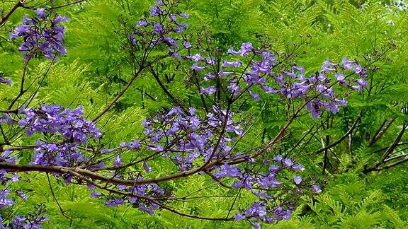 紫树开花自然背景