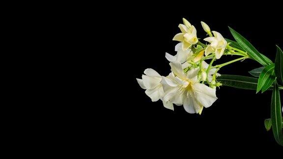 黑白相间的夹竹桃在时光流逝中绽放盛开的银草美丽娇嫩的花朵热带花园装饰用观赏绿色植物