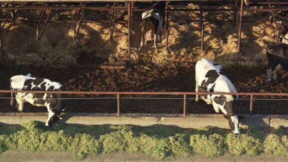 无人机向下拍摄奶牛在奶牛场觅食