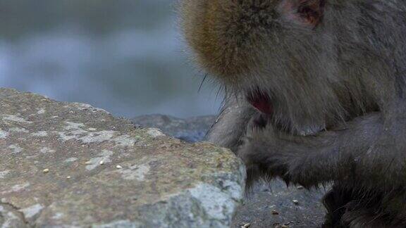 著名的雪猴在长野山的岩石上吃东西的慢镜头
