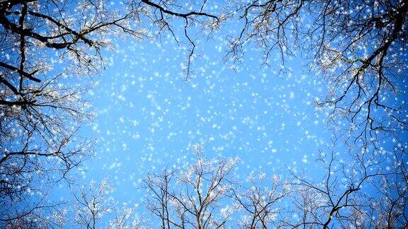 树枝和飘落的雪花