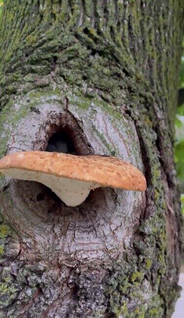 蘑菇在树