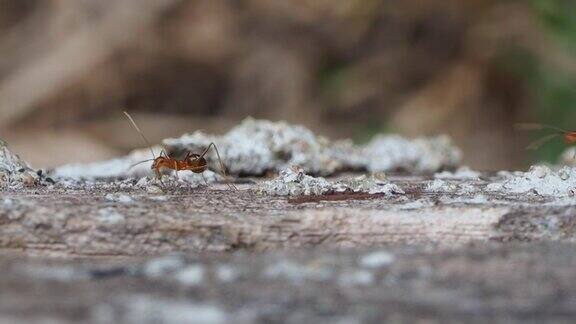一群红蚂蚁在原木上行走