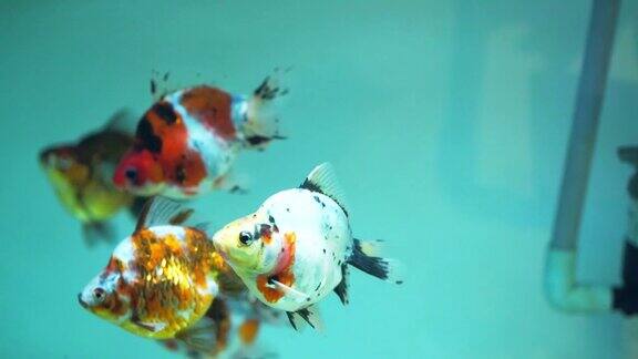 五颜六色的金鱼在水族馆里游泳