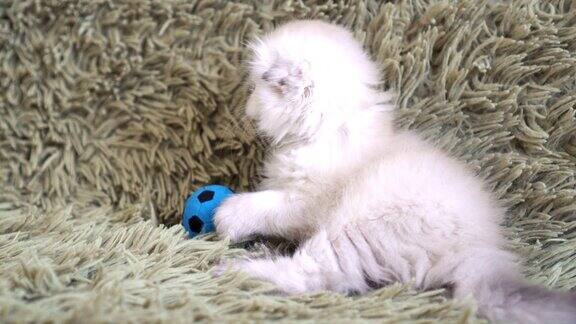 可爱的小白猫在踢足球