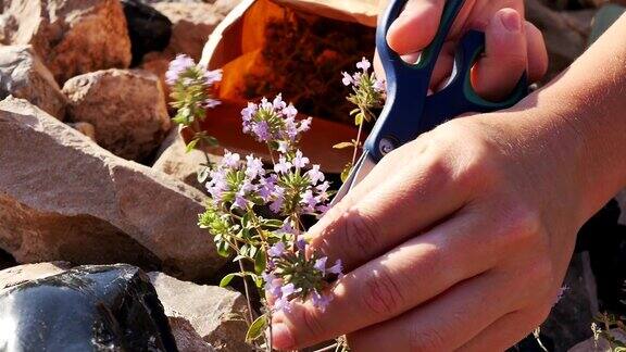 一位妇女的手用剪刀在田野里剪下开花的百里香放进纸袋里收集药材晾干野生百里香是一种草药药用茶
