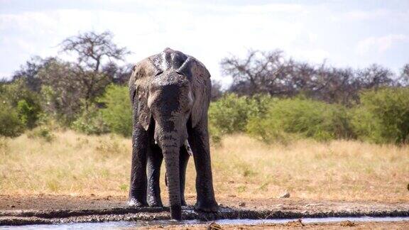非洲大象泼水