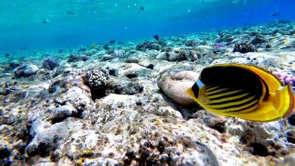 蝴蝶黄鱼和其他彩色鱼漂浮在红海附近的珊瑚礁埃及