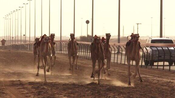 骆驼赛跑阿联酋