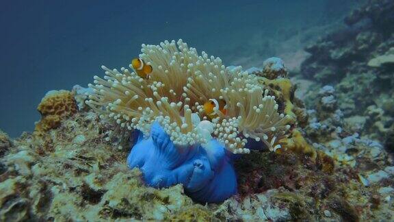 华丽海葵水下野生小丑鱼(Amphiprionocellaris)