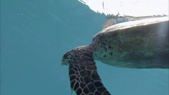 大乌龟在水里游泳印度洋